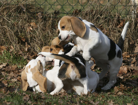 Beaglewelpen auf einem Haufen